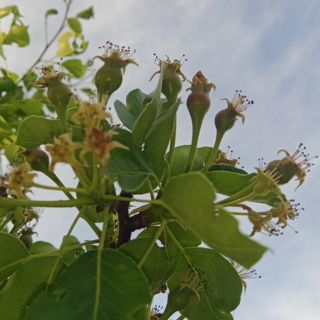 Asi nás na podzim budou bolet záda🙃 Sudinky jsou nasazené na rekordní úrodu🍐#natural #perry #local #oldtrees