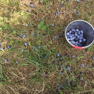 Už to začalo 🙏 snad bude aspoň na jeden kotel 🤳 #pravá#slivovice#vizovice#